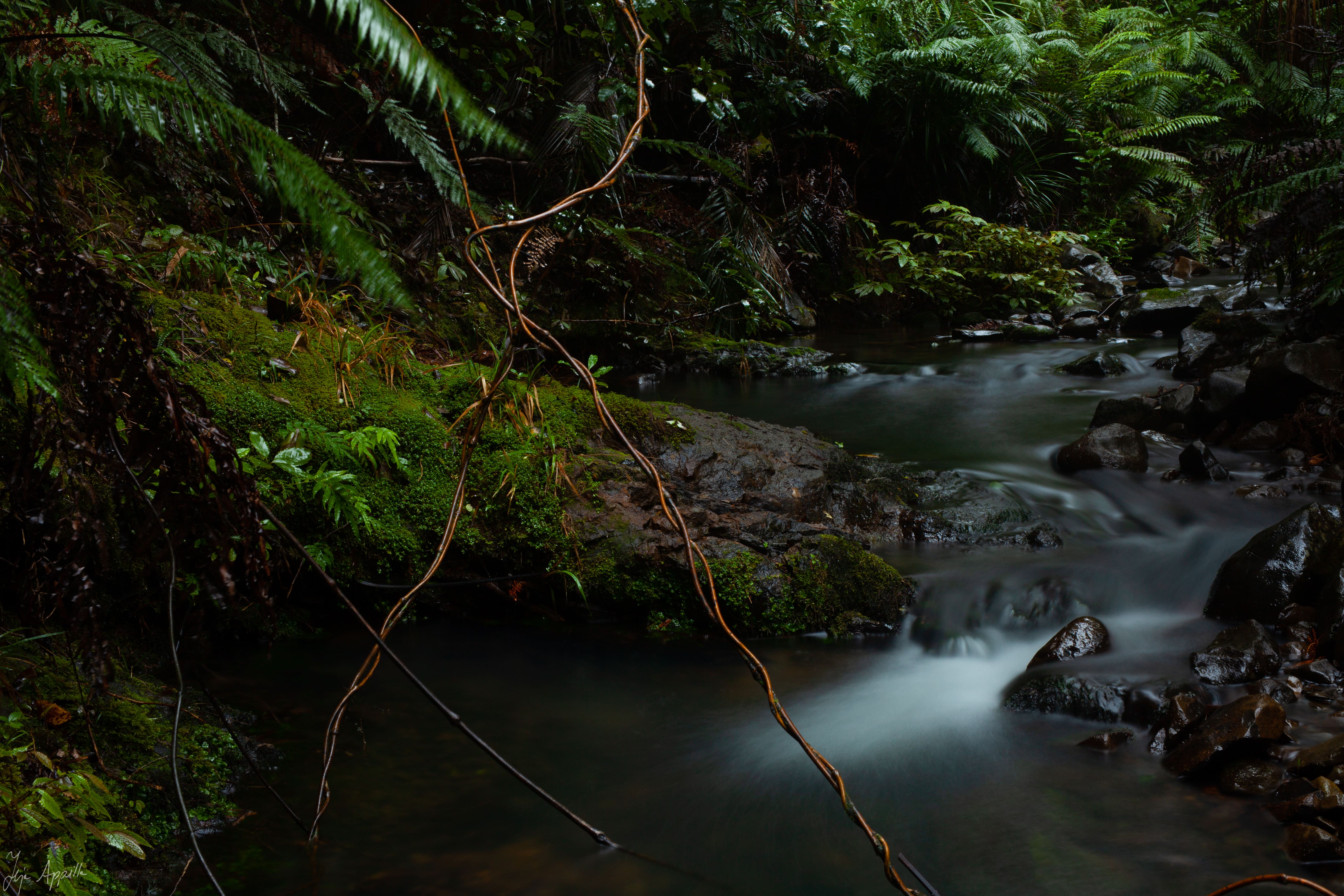 Arc of the Flow (Teja Appilla)